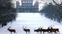   “IT’S CHRIST-MAAAS!”  Well, not quite, but the announcement that The Great Christmas Show, part of The Great Food and Drink Festivals, will be at Wollaton Hall this November (28th […]
