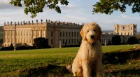   Get Ready to Enjoy ‘Chatswoof’ in 2019 As Dogs Take a Starring Role at Chatsworth Saturday 23 March – Sunday 6 October 2019 Chatsworth is celebrating all things canine throughout […]