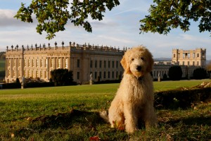 Henry, the Chatsworth Goldendoodle